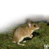 گونه موش صحرایی گردن زرد  Yellow-necked Filed Mouse